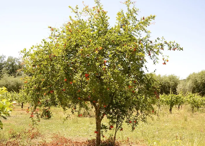 Bed and breakfast Il Melograno 4*