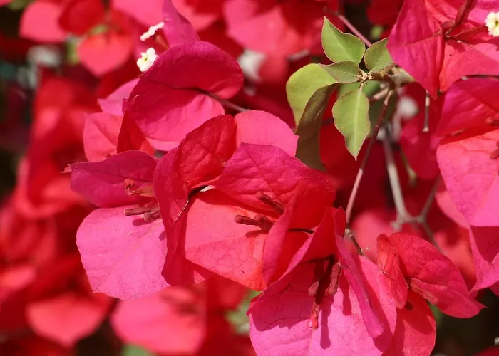 Bed and breakfast Il Melograno Castellabate