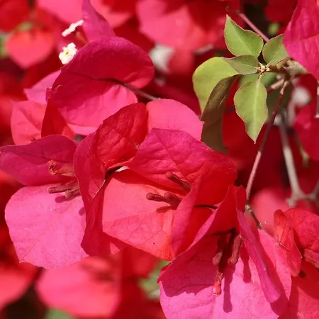 Alojamento de Acomodação e Pequeno-almoço Il Melograno Castellabate